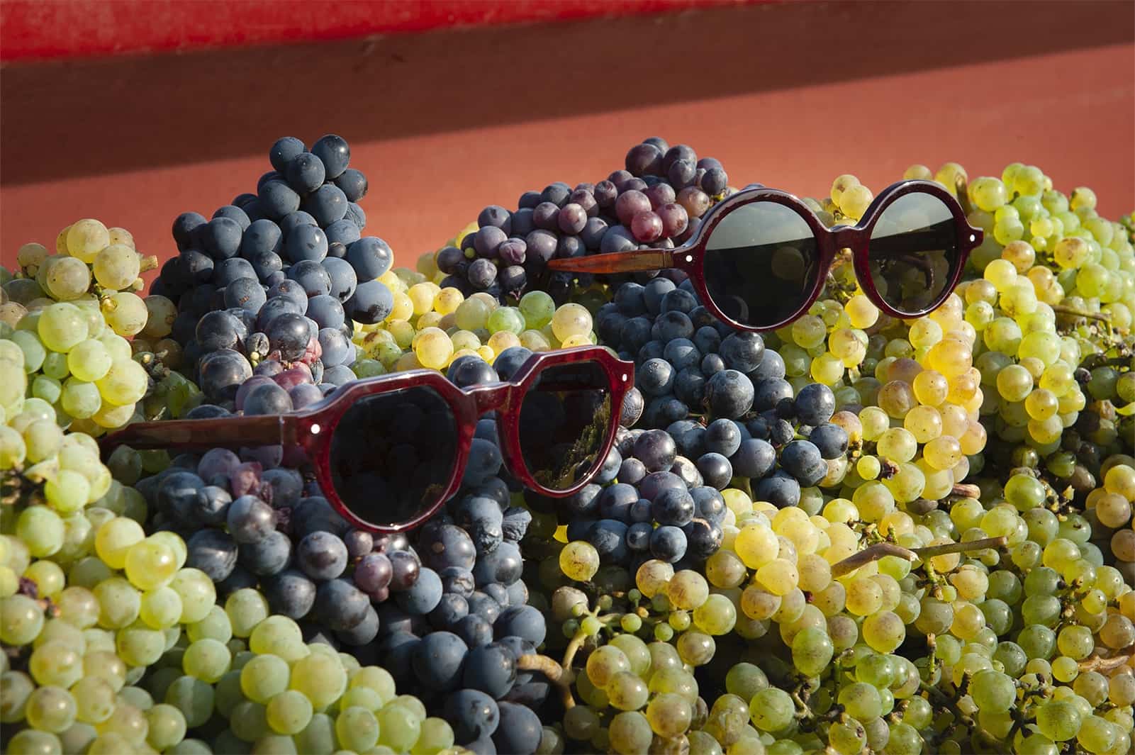 friendly-frenchy-vigneronnes-solaire-raisin 2