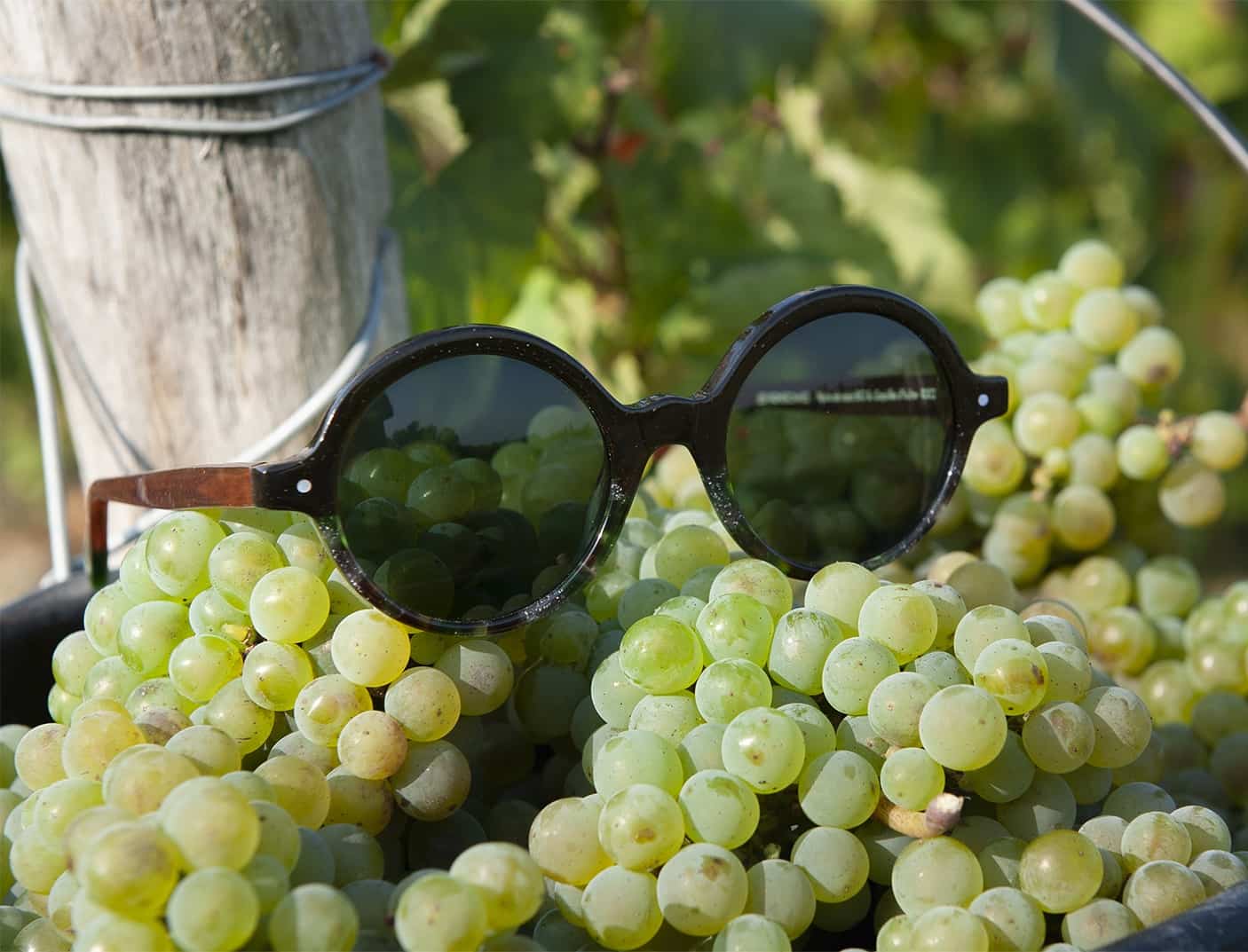 friendly-frenchy-vigneronnes-solaire-raisin-3